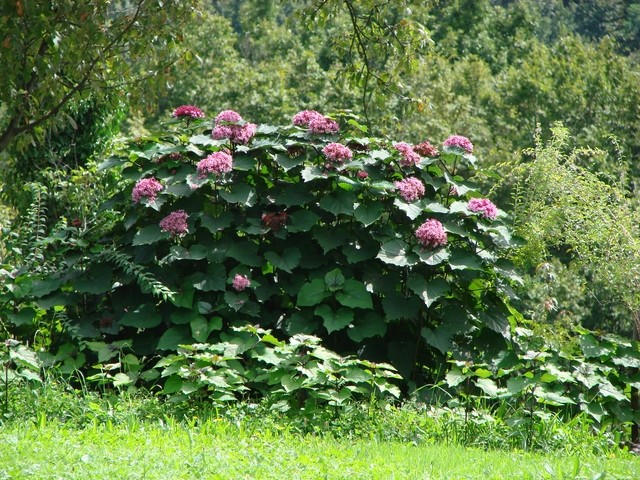 klerodendron poslije kiše